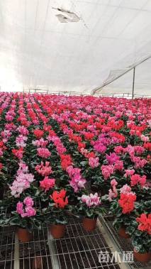 高度25厘米仙客来