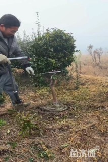 高度140厘米茶梅