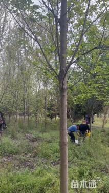 12公分美国红枫