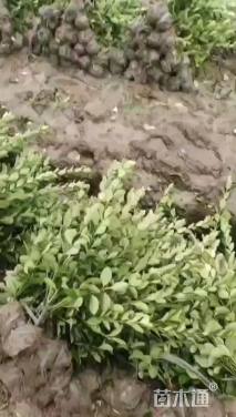 高度60厘米大叶黄杨小苗