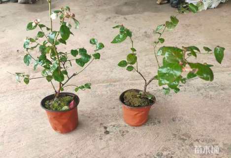 高度20厘米蓝莓