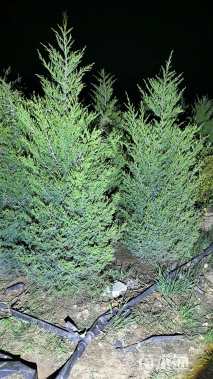 高度280厘米塔柏