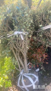 高度120厘米花叶女贞球