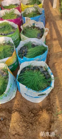 高度35厘米芦苇