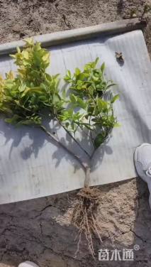 高度45厘米金森女贞小苗
