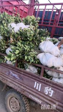 高度40厘米连翘