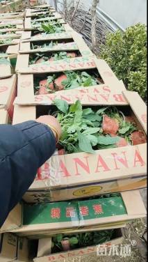 高度50厘米鼠尾草