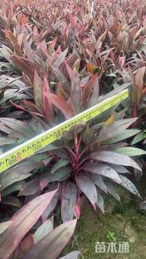 高度60厘米亮叶朱蕉