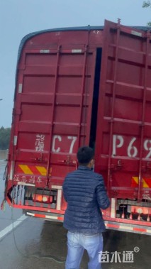 高度15厘米巴西野牡丹