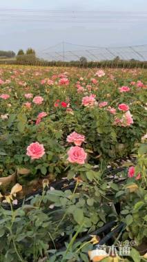 高度1.5厘米月季