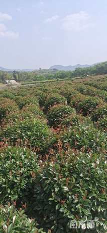 冠幅120厘米红叶石楠球