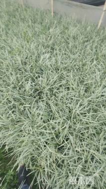 高度30厘米丽蚌草