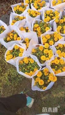 高度25厘米金鸡菊