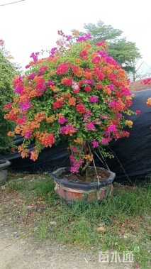 高度200厘米嫁接多色三角梅