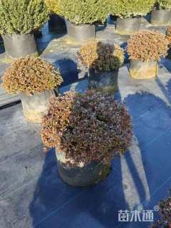 高度30厘米夏鹃