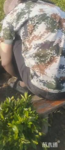 高度25厘米兰花三七草