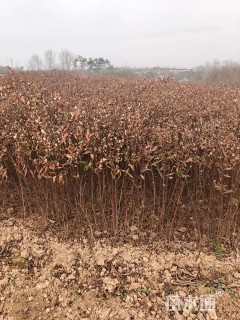 高度40厘米粉花绣线菊