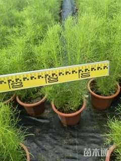 高度40厘米假蒿