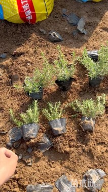 高度10厘米丛生福禄考