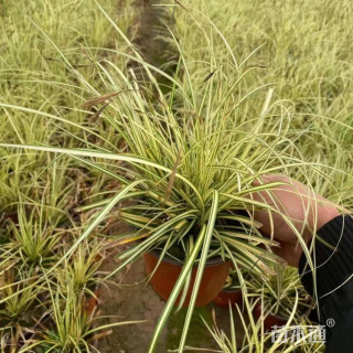 高度15厘米金叶苔草