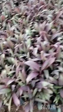 高度30厘米红叶朱蕉