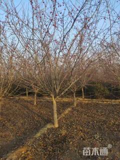 高度250厘米冬红果海棠