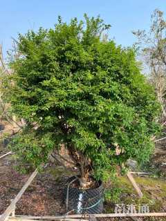 高度250厘米嘉宝果