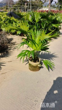 裸干高20厘米矮蒲葵