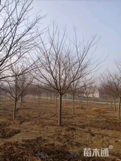 12公分染井吉野樱