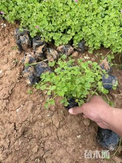 高度30厘米绿叶酢浆草