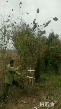 高度110厘米丛生紫荆