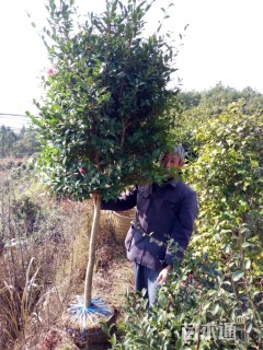 冠幅10厘米茶梅球