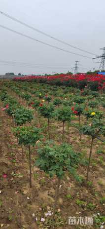 高度1.0厘米棒棒糖月季