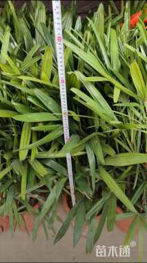 裸干高2厘米棕竹