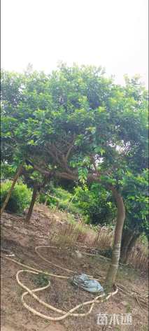 15公分红果冬青