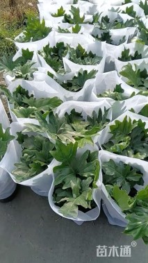 高度40厘米春羽