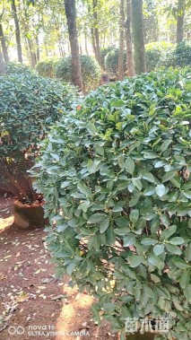 高度140厘米大叶黄杨