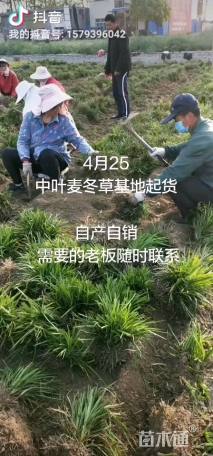 高度15厘米沿阶草