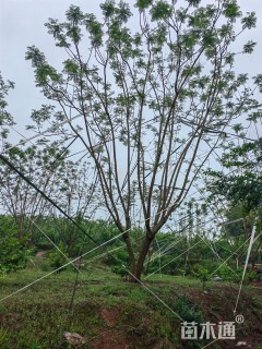 12公分(3杆)丛生蓝花楹