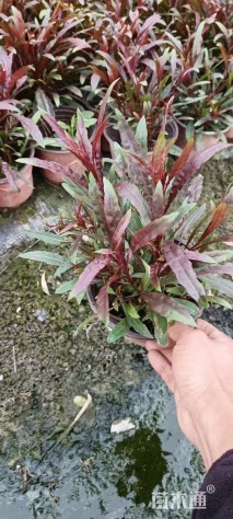 高度20厘米千鸟花