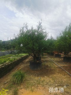 高度180厘米丛生花石榴