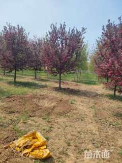 8公分高原之火海棠