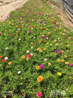 高度10厘米半枝莲