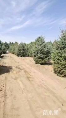 高度200厘米青扦云杉