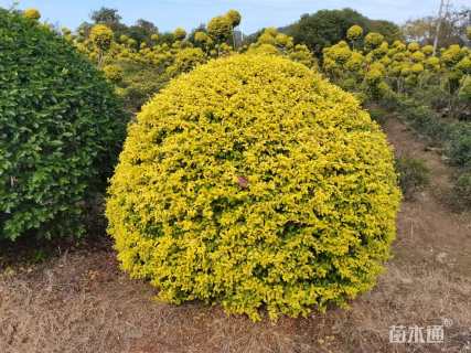 冠幅180厘米亮晶女贞球