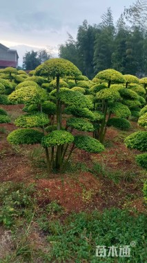 6公分造型亮晶女贞