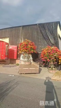 高度150厘米嫁接多色三角梅