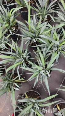 高度30厘米山管兰