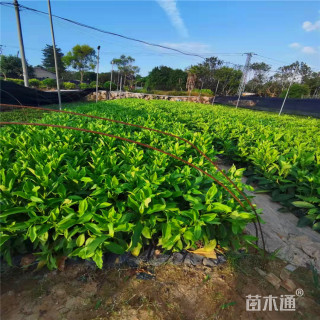 高度40厘米非洲茉莉