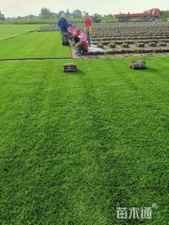 草卷状马尼拉草